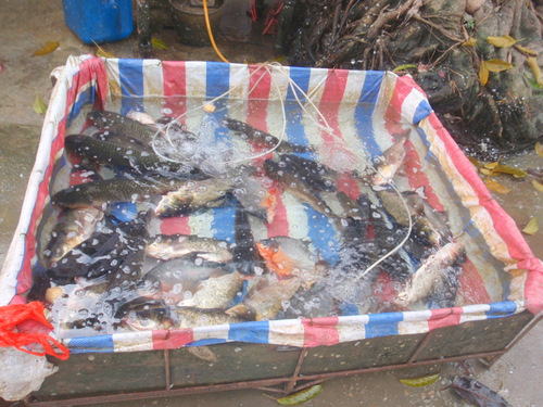 Fresh Fish for sale.